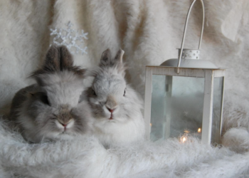 How to Get the Cutest and Most Lovely Pictures of Rabbits