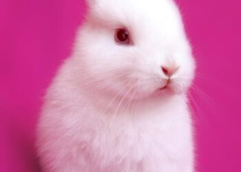 317-3171779_baby-bunny-wallpaper-cute-bunnies-wallpaper-hd-bunny