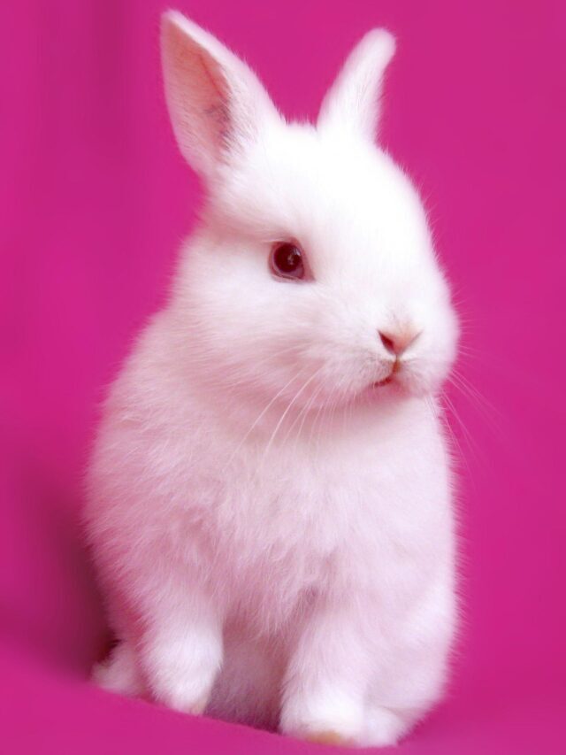 How to Get the Cutest & Most Lovely Pictures of Rabbits?
