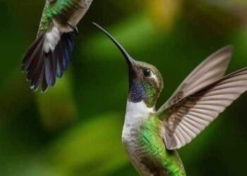 5 Surprising Facts You Probably Didn't Know About Hummingbirds