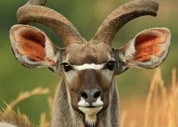 Animals With Stunning and Powerful Horns