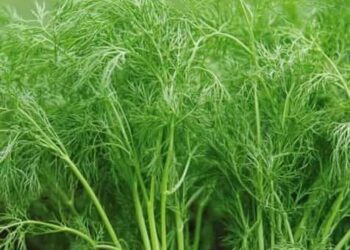 Simple Steps to Grow Dill Herb at Home