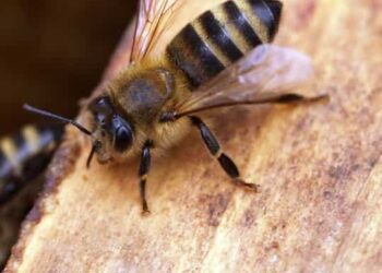 6 Lesser-known Facts About Honey Bees