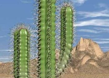 Plants That Flourish in Desert