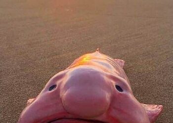 5 Fascinating Sea Creatures You Didn’t Know Existed