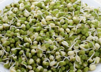 Top 5 health benefits of eating sprouts
                              
                              Published by Livemint | 05 Sep 2024
