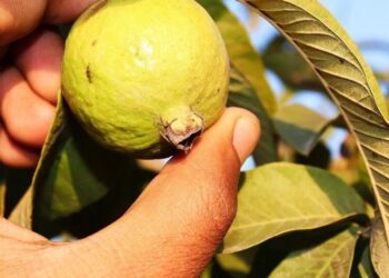 7 health benefits of eating guava leaves and fruit
                              
                              Published by Livemint | 18 Sep 2024