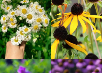 Top 10 Beautiful Flowers That Look Like Daisies
