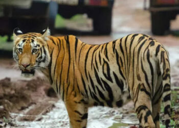 10 Wildlife Safaris You Can Book For October