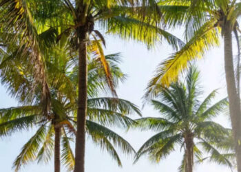 9 Visa-free Destinations For Your Honeymoon This Year