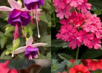 10 Beautiful Hanging Plants That Attract Butterflies