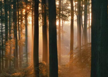 World Ozone Day 2024: 10 Forests Protecting Earth’s Ozone Layer