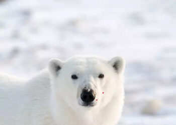 8 Places On Earth Where You Can Spot Polar Bears