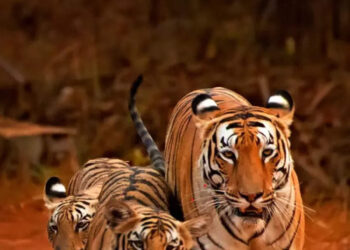 10 National Parks In India And Their Star Residents