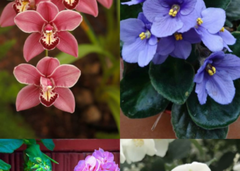10 Flowering Plants To Make Your Living Room Look Aesthetic