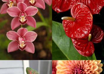 10 Indoor Flowering Plants That Grow In Water