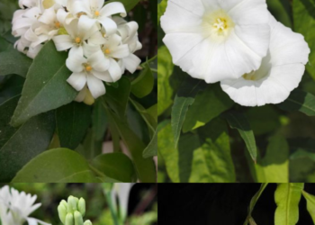 10 Flowering Plants That Bloom At Night