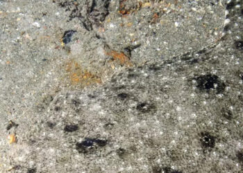 5 Animals So Well Camouflaged, You Might Miss Them at First Sight