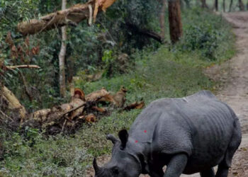 World Rhino Day: 8 Parks In India Where You Can Spot Rhinos