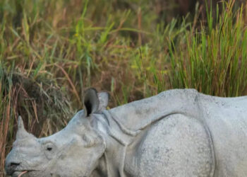 World Rhino Day: Kaziranga, a Conservation Success Story