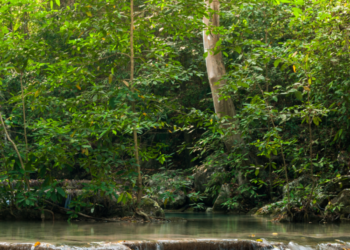 Wild History: All About Manas National Park In Assam