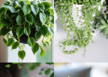 10 Beautiful Hanging Plants Perfect For Your Bedroom