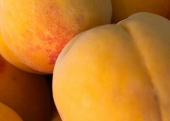 5 reasons to add peaches to your diet
                              
                              Published by Livemint | 22 Sep 2024