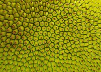 5 health benefits of jackfruit
                              
                              Published by Livemint | 23 Sep 2024
