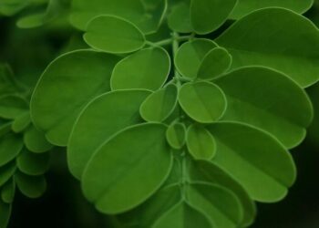 9 easy ways to add Moringa leaves to your diet
                              
                              Published by Livemint | 17 Sep 2024