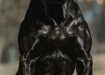 5 Dog Breeds with Remarkable Bite Strength