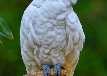 5 Beautiful Birds With Stunning Crowns
