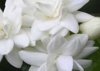 How to Grow Jasmine at Home in 6 Simple Steps
