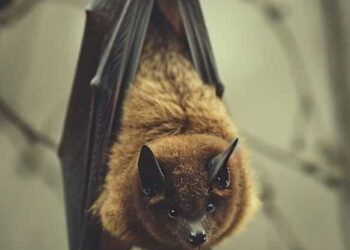 5 Amazing Facts About Bats