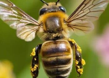 Animals That Play Vital Role in Pollination