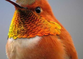 5 Beautiful Orange Birds That You'll Love