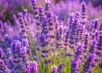 5 Iconic Flower Destinations Around the World to Visit