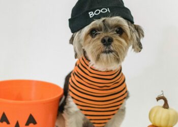Creative Halloween Costumes for Pets: Include Your Furry Friend in the Fun