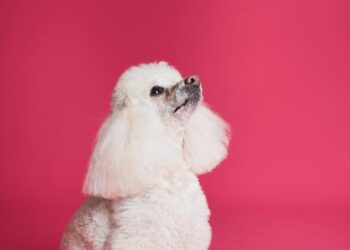 5 Essential Tips to Train Your Dog at Home
