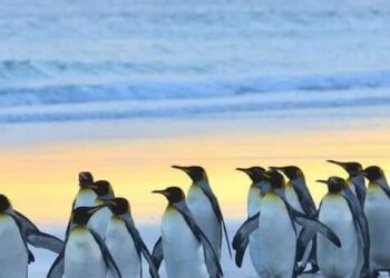 5 Locations to See Penguins in Their Natural Habitat