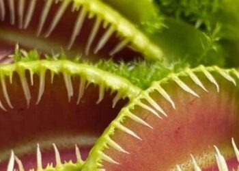 6 plants that eat insects
                              
                              Published by Livemint | 23 Oct 2024
