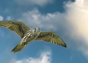 5 fastest birds in the world with incredible fligh …
                              
                              Published by Livemint | 29 Oct 2024