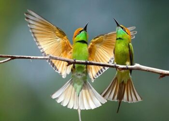 10 gorgeous green birds found across India
                              
                              Published by Livemint | 23 Oct 2024