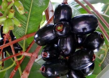 5 health perks of eating Jamun fruit
                              
                              Published by Livemint | 02 Oct 2024