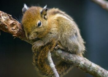 5 tree-dwelling creatures of the animal kingdom
                              
                              Published by Livemint | 23 Oct 2024