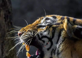 India Wildlife Week: 10 National Parks That Showcase India's Diversity