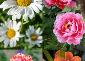 10 Beautiful Flowers That Represent Love