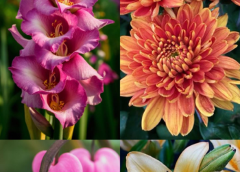 10 Beautiful Flowers That Symbolise Pain