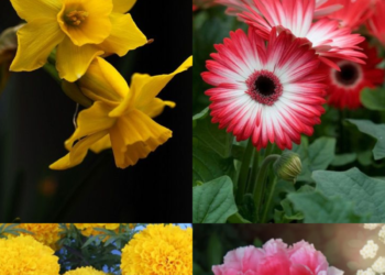 10 Beautiful Flowers That Symbolise Positivity