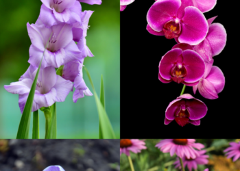 10 Beautiful Flowers That Symbolise Perseverance