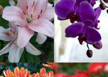 10 Beautiful Flowers For Your Diwali Party Decor